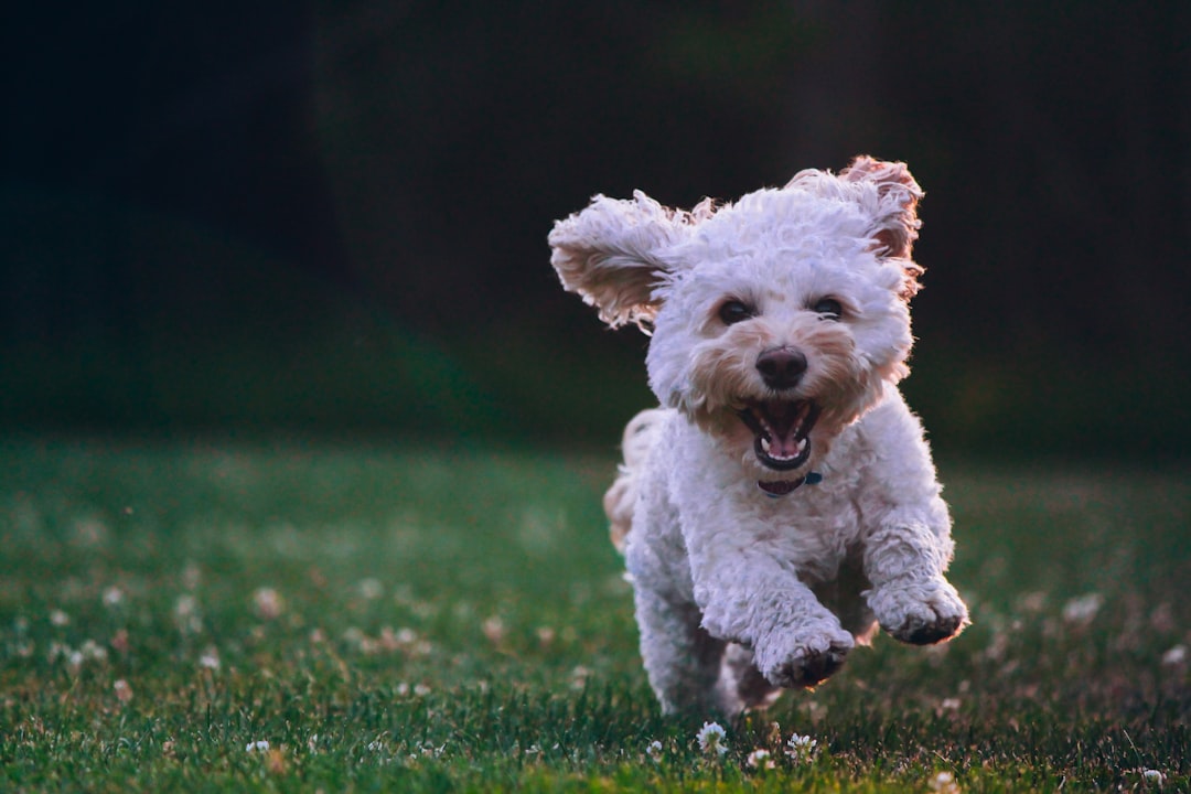 Photo Dog costume parade